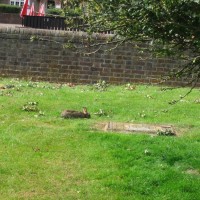 Rabbit